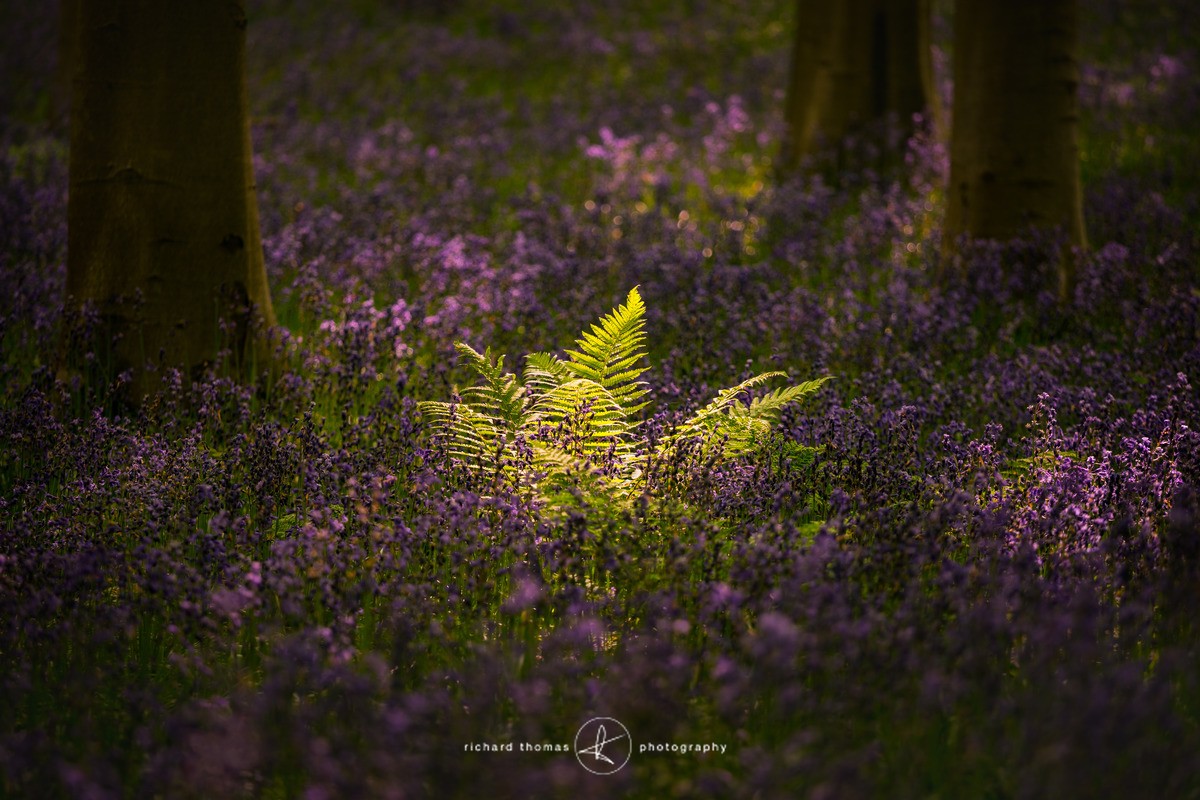 Fern campfire - BlueWood