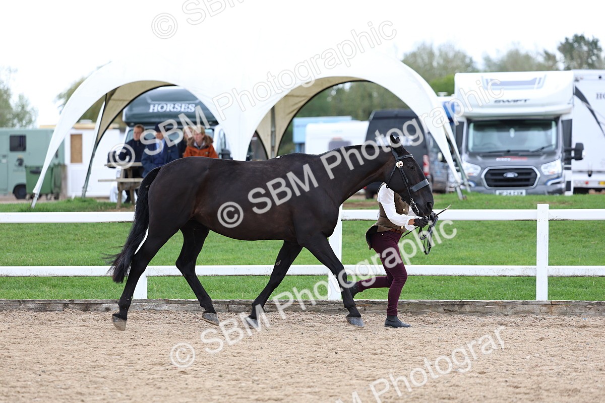 SBM_05041 - Class 27 - IH Competition Horse or Pony