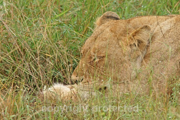 African lioness sleeping peacefully - African Lions