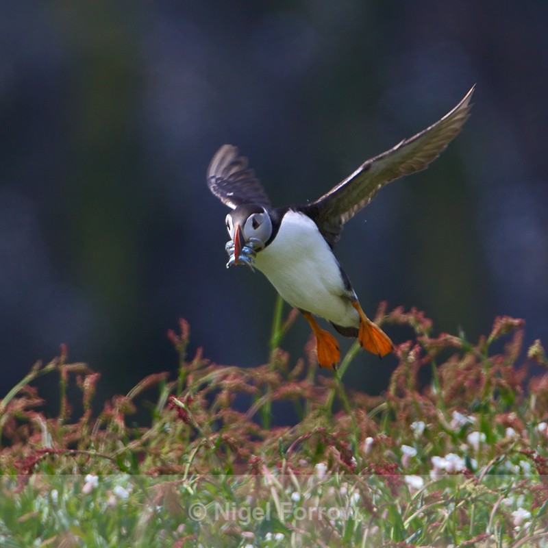 Puffin about to land with some fish - Puffin