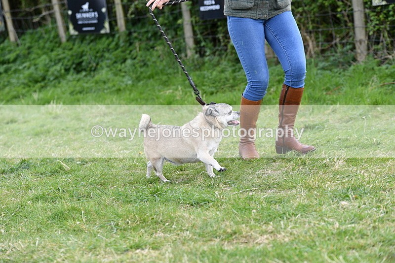 WJ5_0092 - Class 5 Best Veteran / 7 years & over