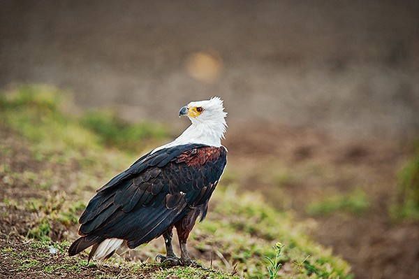 Fish Eagle, Nairobi National Park, Kenya