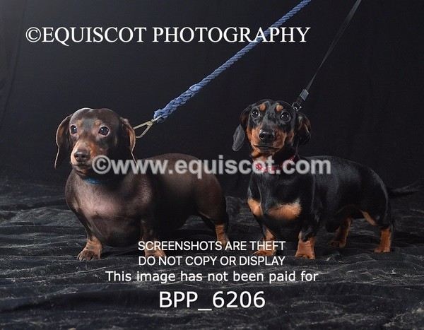 BPP_6206 - LESLEY GRANGER DOGS