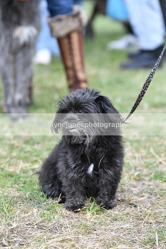 WJ5_9223 - Class 1 Best Cross Breed / Heniz 57