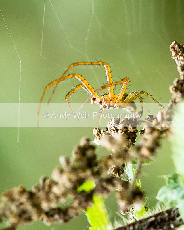 20130921-_MG_5562 - Insects