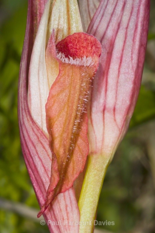 Ploughshare orchid (Serapias vomeracea) - Orchids - Serapias