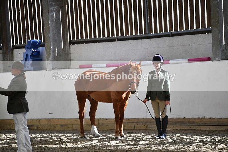 WJ5_4459 - Class 6 In hand M&M - Large Breeds