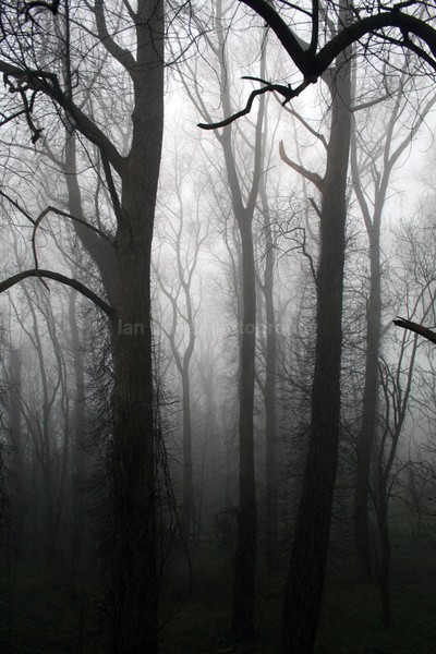 Foggy Woods _S93 - Somerset landscape Photography