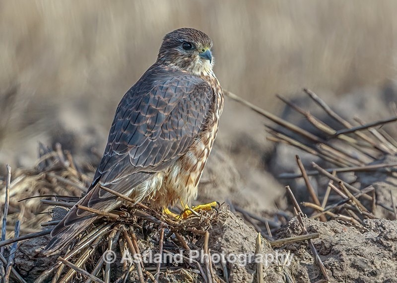 Astland Photography, Bird and Wildlife Images, Susan and Peter Wilson, U.K.