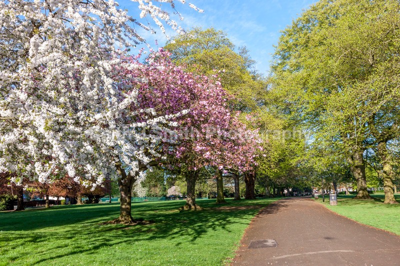 8SKJ6793 - Trees in Abington Park