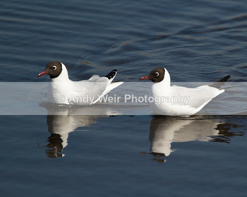 20110319-IMG_2460 - Gulls