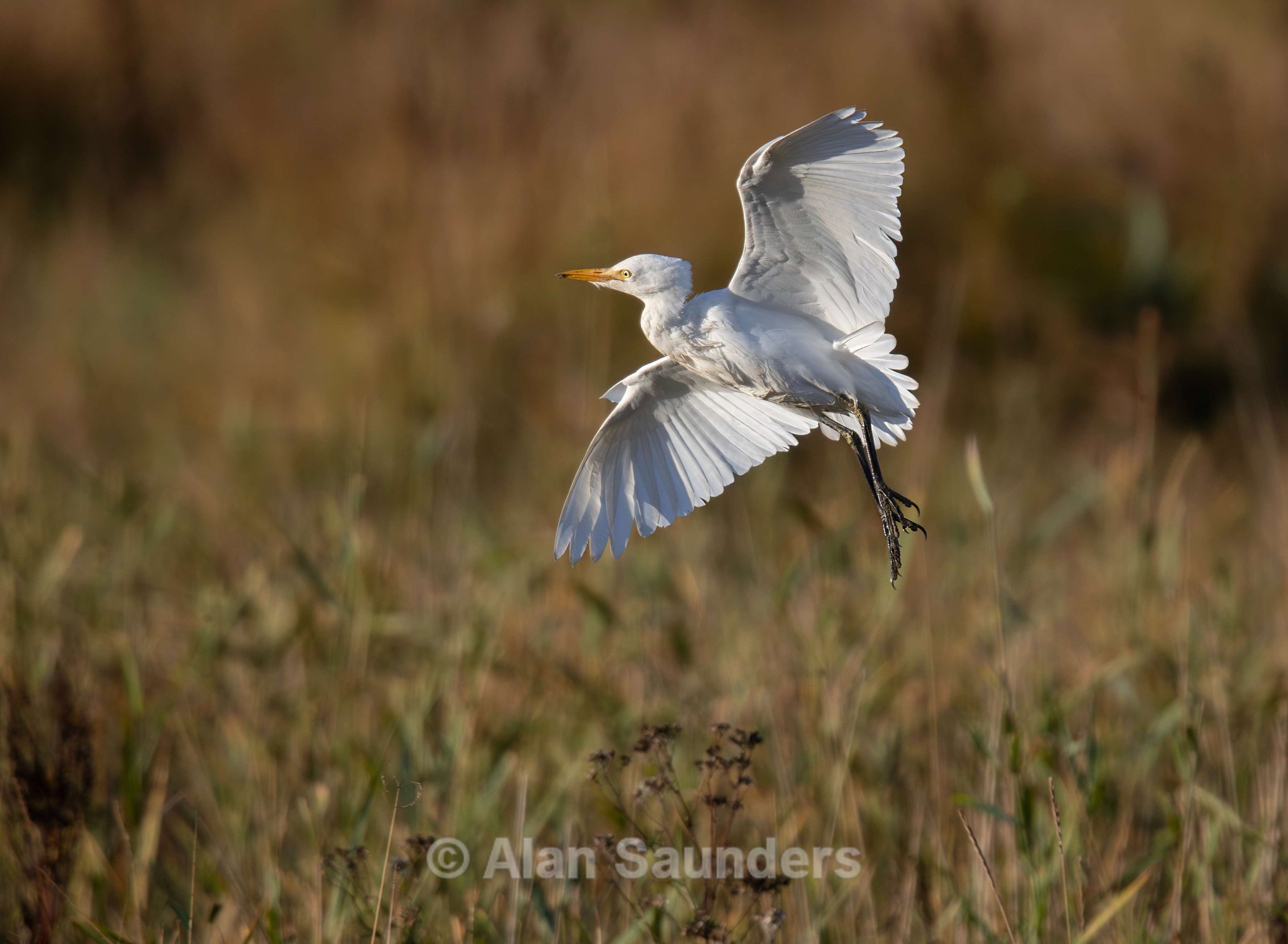 Cattle Egret 1