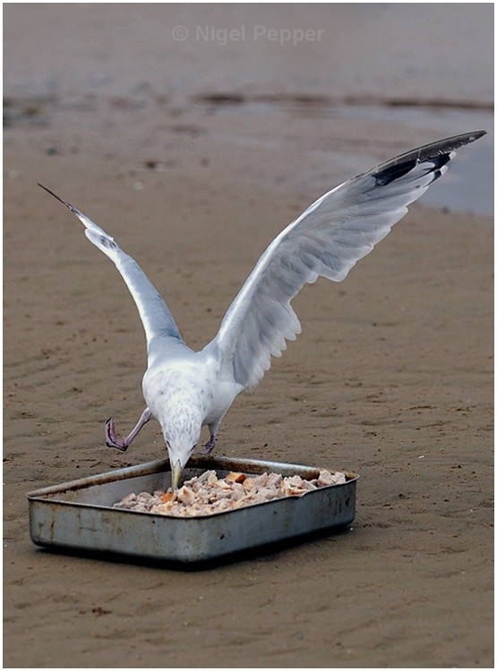 Breakfast is served ! - Leggy the Herring Gull
