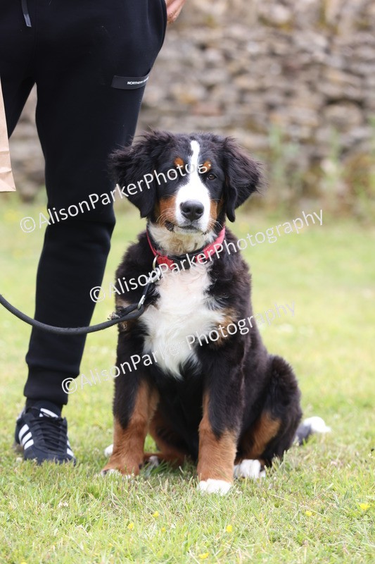 20250607-0129 - Class 2 - Gorgeous Girl