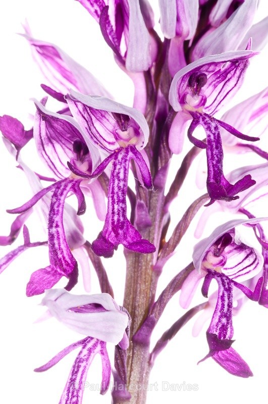  - WB: Orchids - Orchis