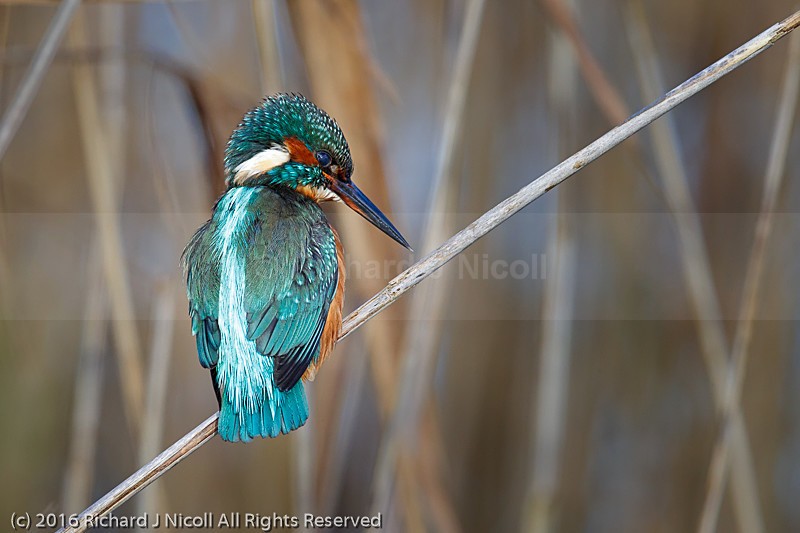 Kingfisher (Alcedo atthis) female - Kingfisher