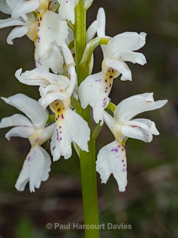 Hybrid Orchis - Orchis x colemanii ( Orchis mascula x O. pauciflora) This is a natural hybrid between Early purple orchid (O. mascula) and few flowered orchid (O. pauciflora). - Wild Orchids 2021