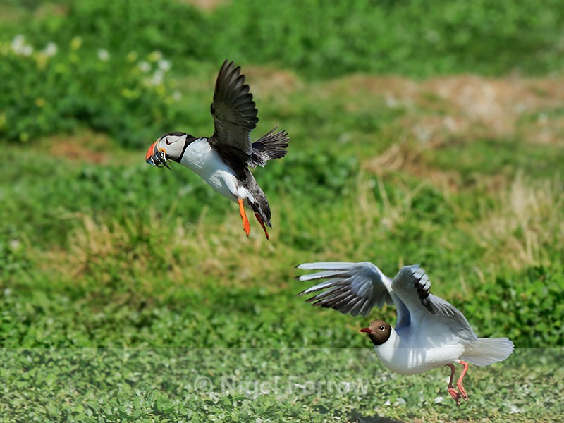Black-headed Gull chasing Puffin with fish, Farne Islands - Puffin