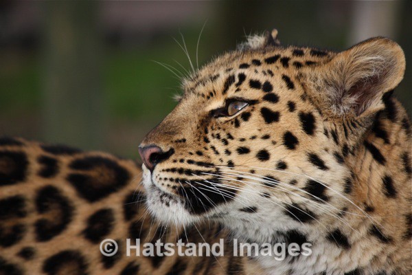 Leopard - nature