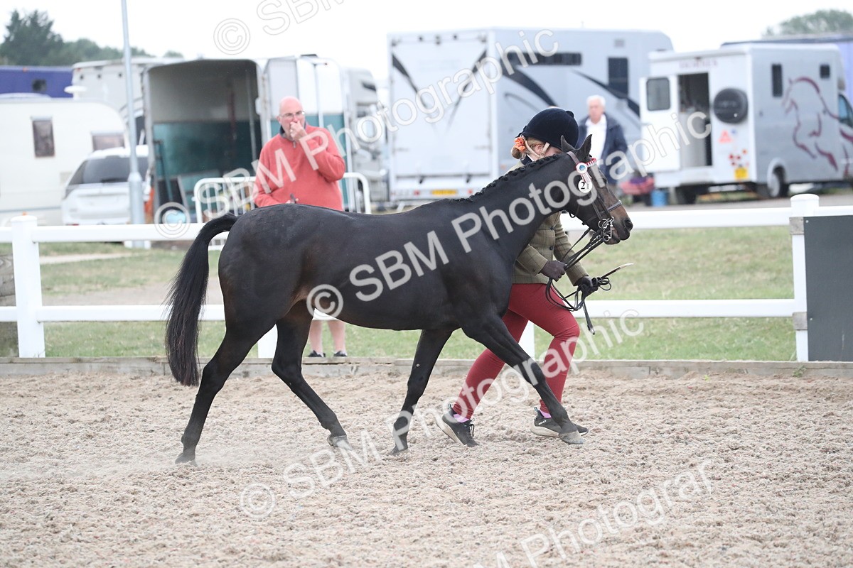 SBM_18340 - Class 318 IH Part bred Horse/Pony