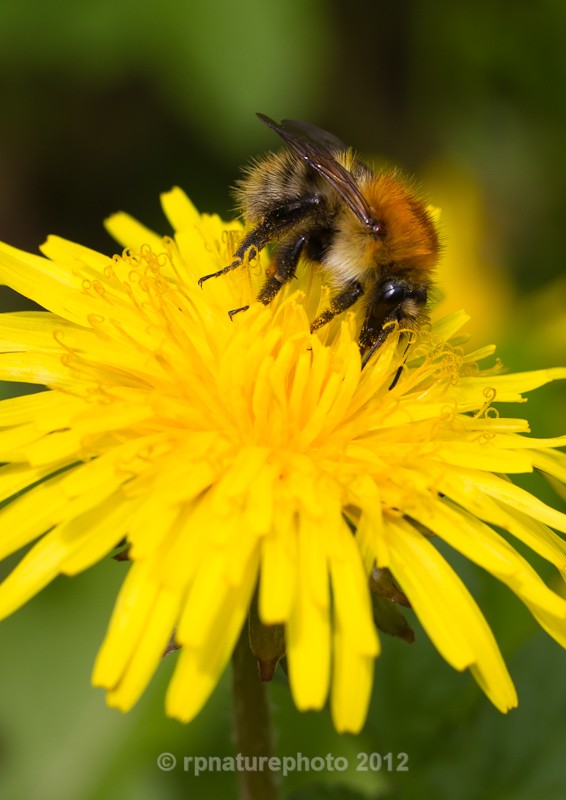 Common Carder Bee - Bombus pascuorum RPNP0032 - Insects & Spiders