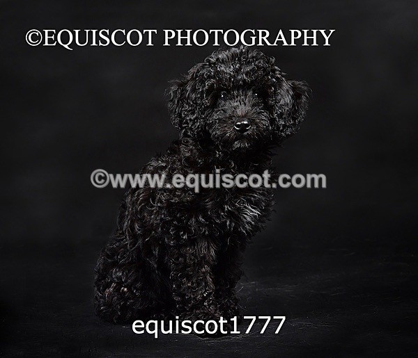 equiscot1777 - BONNIE