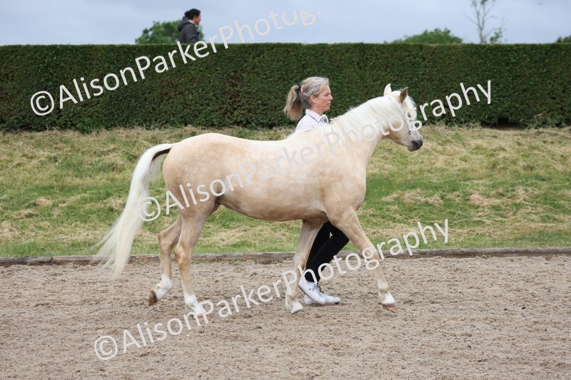 20250524-0095 - Class 2 - Youngstock