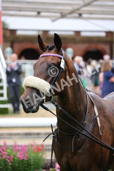 yr22072022r4-66 - Race 4 6.50pm The IRE Incentive It Pays To Buy Irish EBF Restricted Novice Stakes