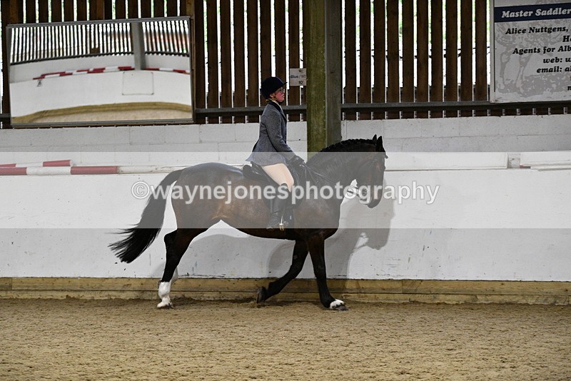 WJ5_8809 - Class 15 Ridden Show Horse