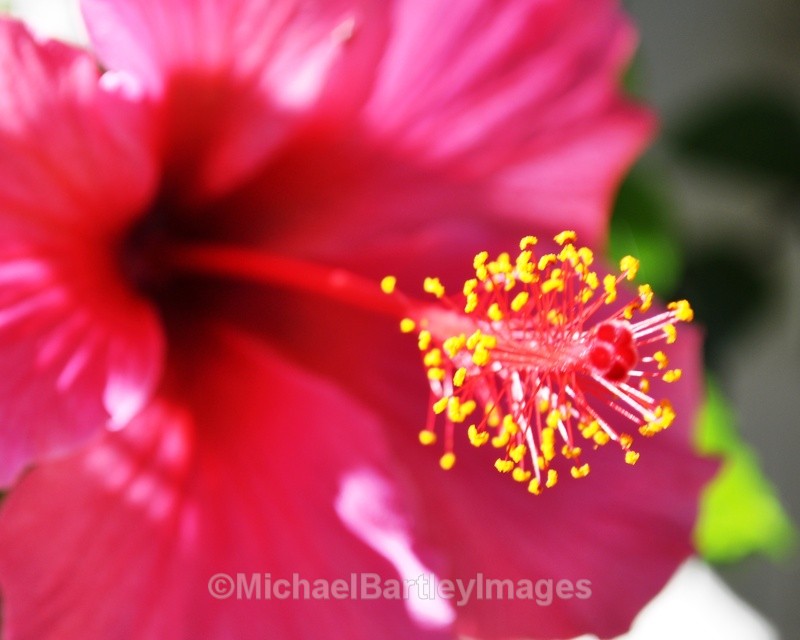 Pink hibiscus