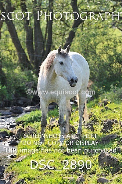 DSC_2890 - ARCHIVE REQUEST - Quincy and Guinness