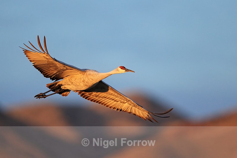 Sandhill Crane flying wings outstretched, Bosque del Apache - Sandhill Crane