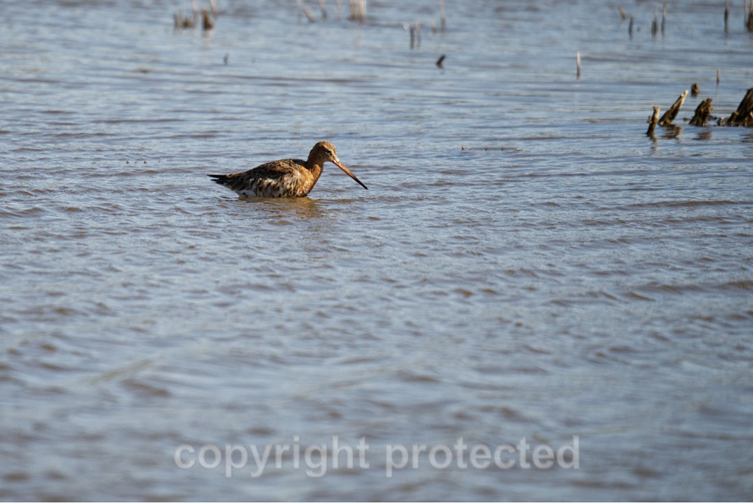 Black tailed Godwit - River Deben - Suffolk - Birds