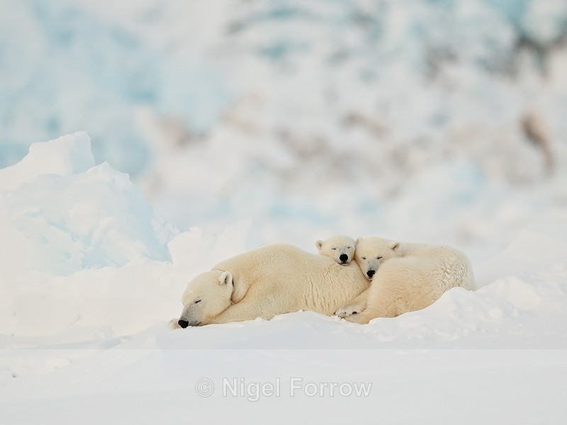 Polar Bear family sleeping, Svalbard, Norway - Polar Bear