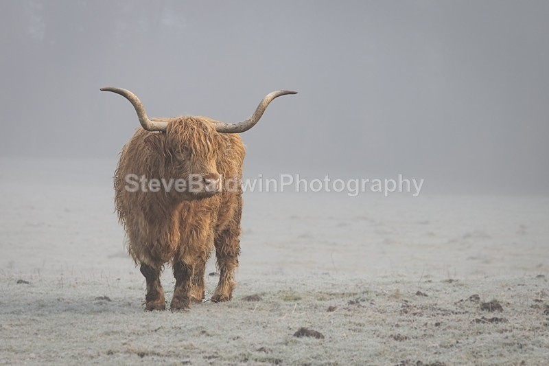Highland Cow, Goldings: 311E - Waterford Flower Festival 2025