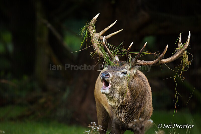 Roar from the forest! - Nature