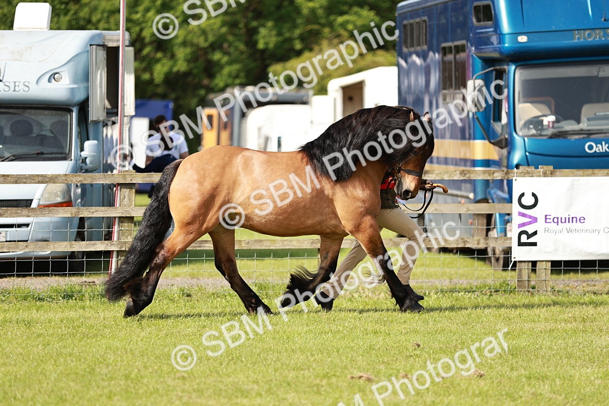 SBM_01611 - Class 14-23 - Mountain & Moorland In Hand Non Welsh