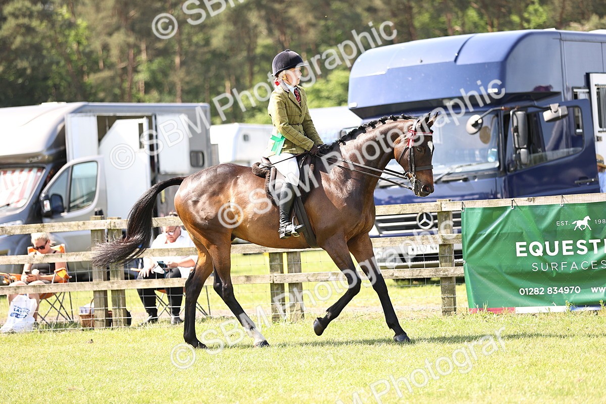 SBM_13056 - Class 75-76 LIHS BSHA Rising Star Hack Riding Horse