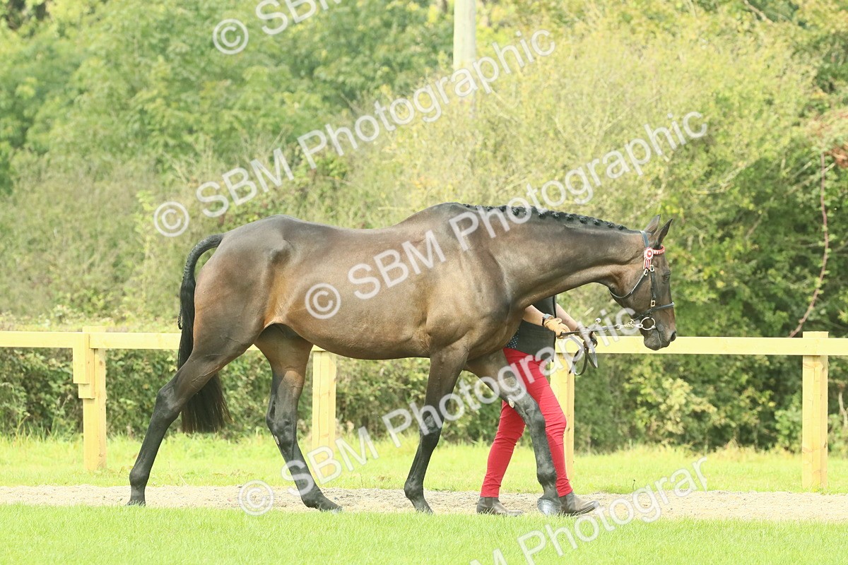 SBM_66403 - S34 - Rehabilitated Rescue Horse & Pony In Hand & Ridden