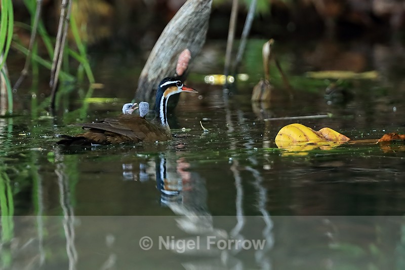 Sungrebe (female) with chicks, Panama - Sungrebe