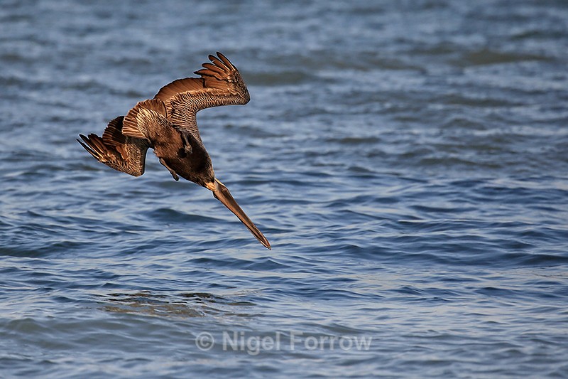 Diving Brown Pelican from below, Sanibel Island, Florida - Brown Pelican