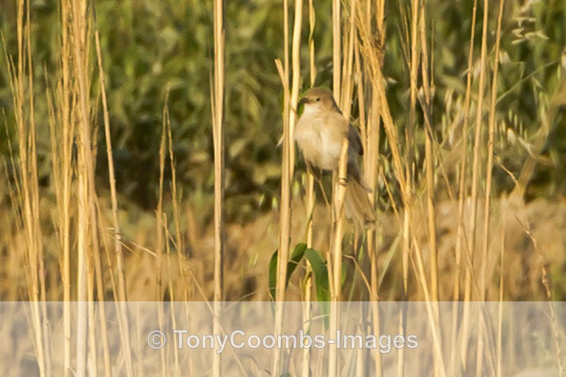 Iraq Babbler - Turkey
