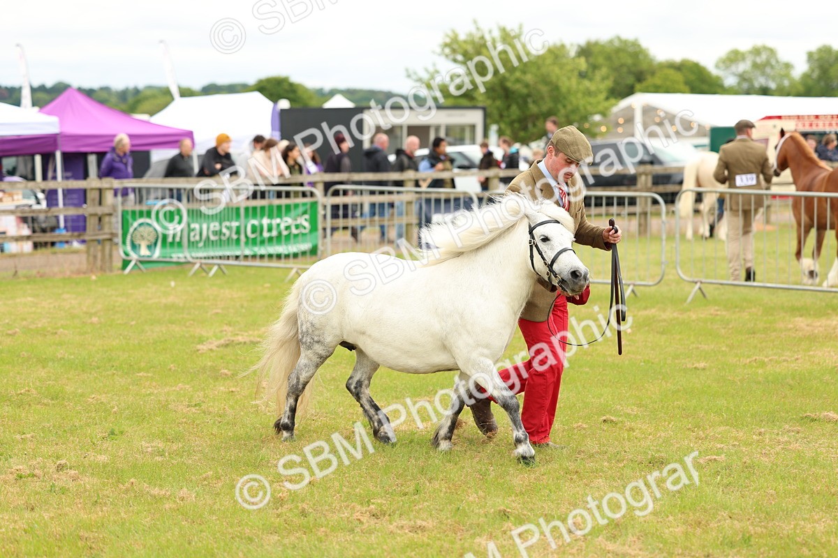 SBM_04371 - Class 64-67 - Shetland Pony In Hand