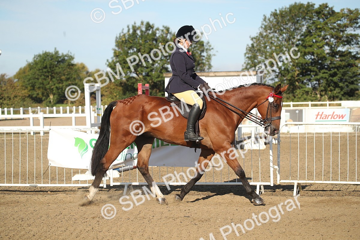 SBM_11270 - Class 501 -Riding Club Pony