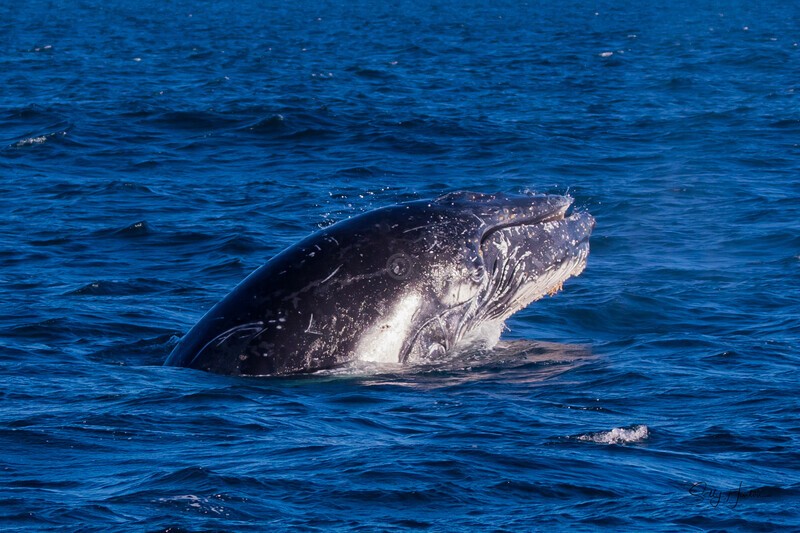 Head Lunge 2.0A3A8472 - 2025 Whales
