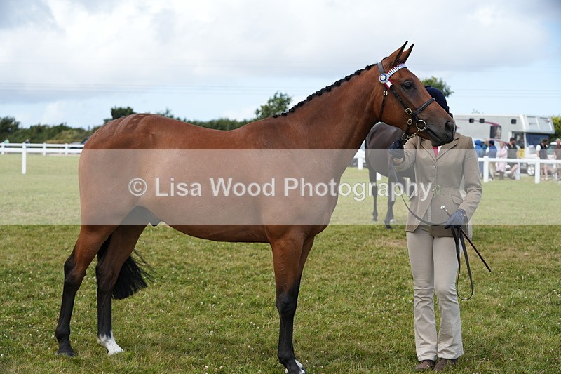 DSC06364 - Class 55: Hunter/Riding Horse/Hack 3 & 4 yr olds