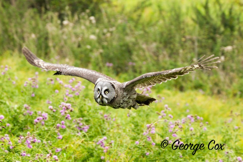 Great Grey Owl in Flight - Birds of Prey