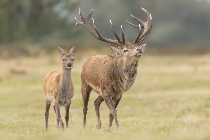 RD16 - Deer for Graham
