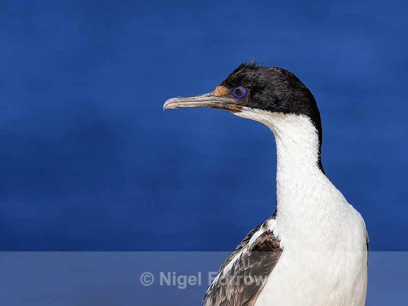 Imperial Shag (immature) blue background, Carcass Island, Falklands - Imperial Shag