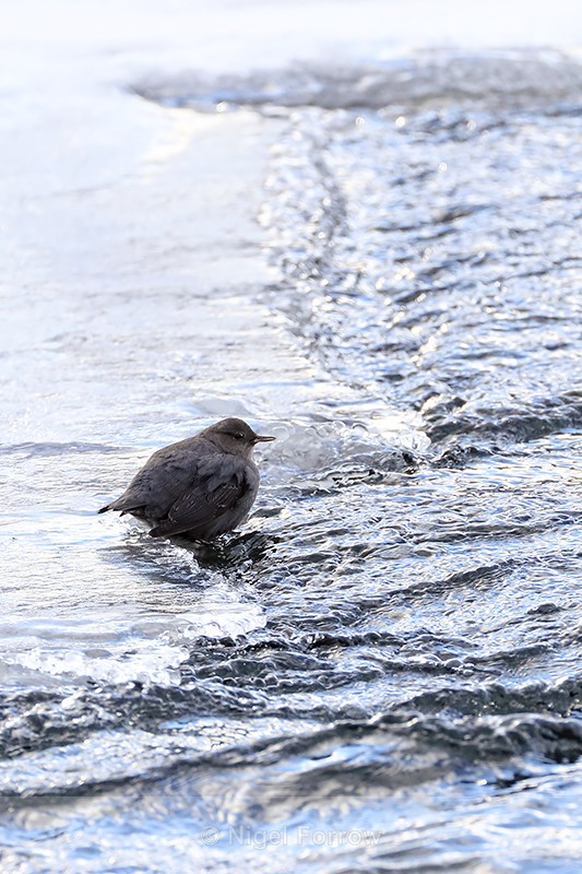 American Dipper on Lamar River in winter, Yellowstone - American Dipper